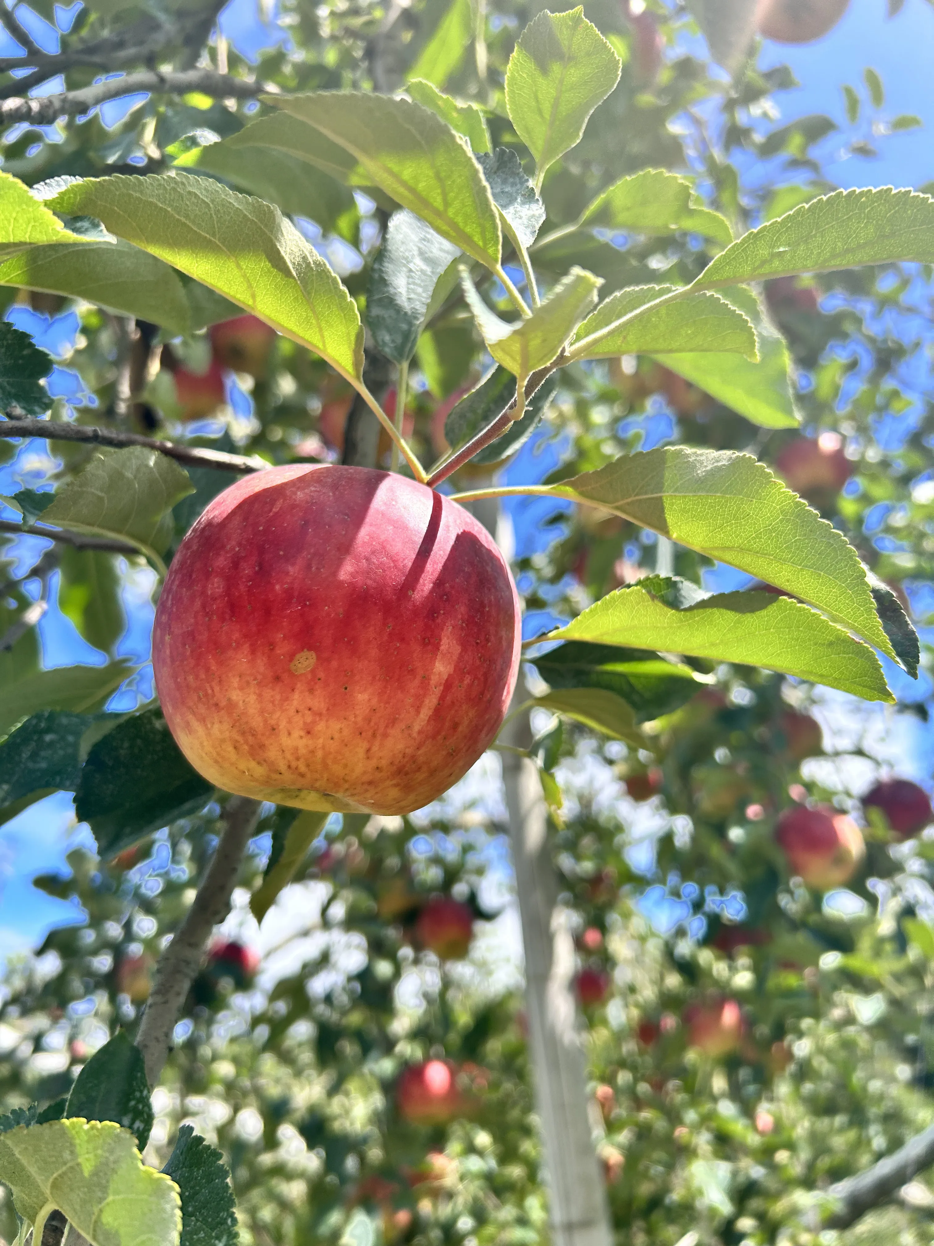 テンリュウ堂の温かい灯り